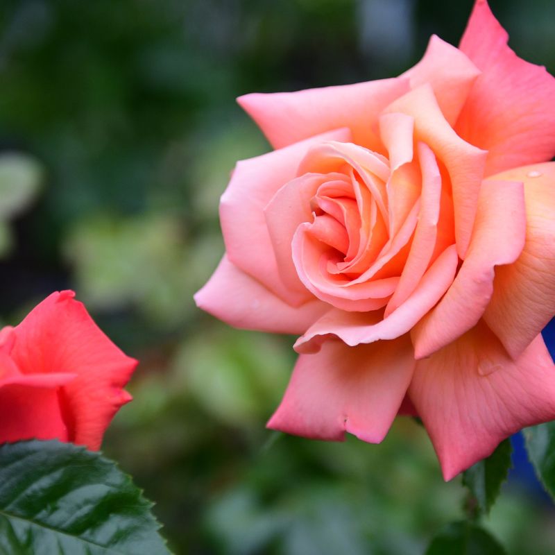 Le choix convenable de plantes extérieures pour vous